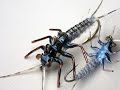 Realistic stonefly nymph fly tying instructions by Ruben Martin