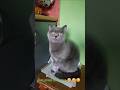 Кицюня #cat #cats #кот #україна #catvideos