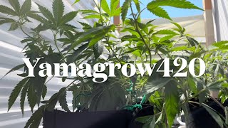 Outdoor grow update, 10 days outside