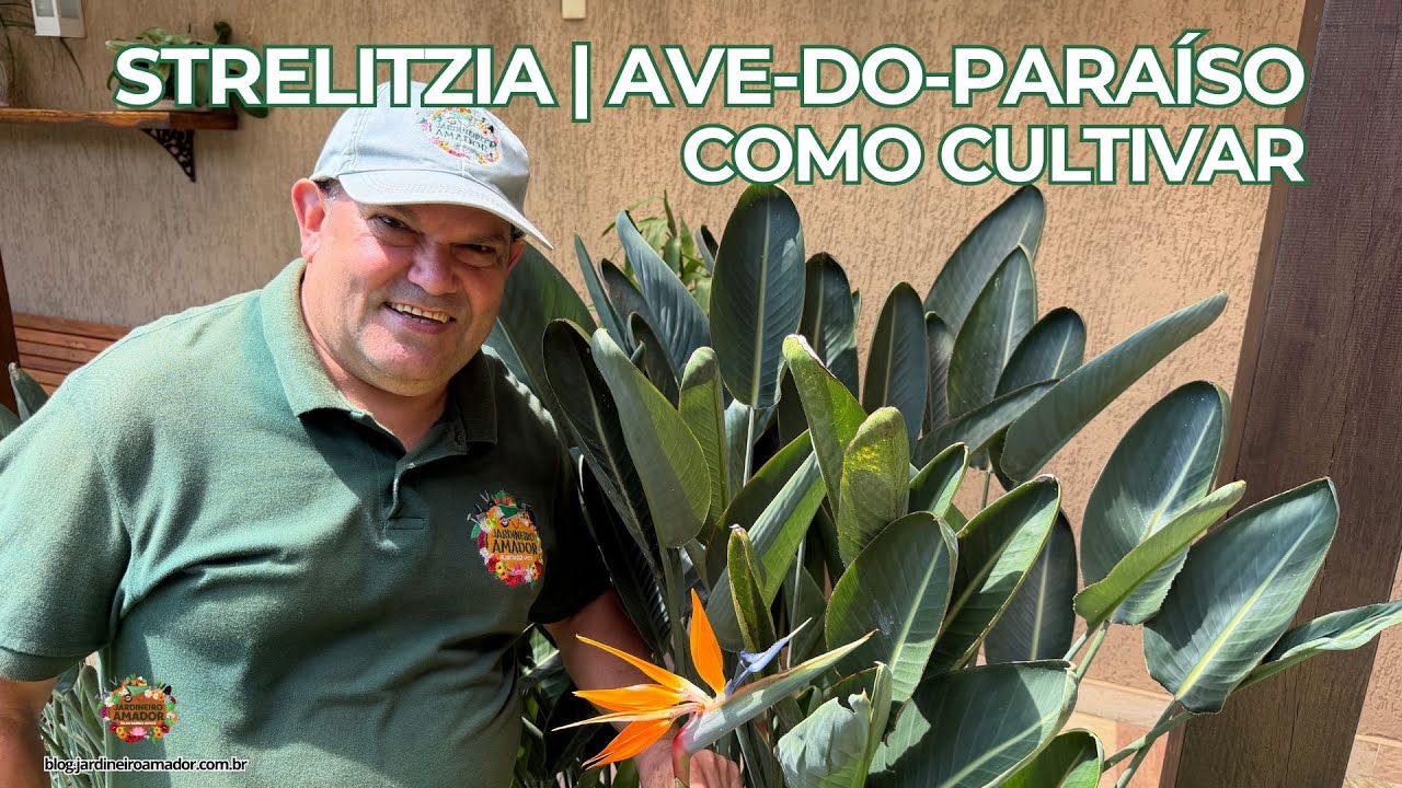 Strelitzia ou Ave-do-Paraíso | Flores o Ano Todo no Jardim