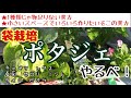 【野菜もハーブも花も一緒に植えると良いのだぁ〜】/Did you know? Potager Garden can be done with a bag. #袋栽培 #ポタジェ #コンパニオンプランツ