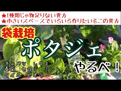 野菜と花を一緒に鉢植え！観賞用も食用も楽しむ3つの簡単なコツ