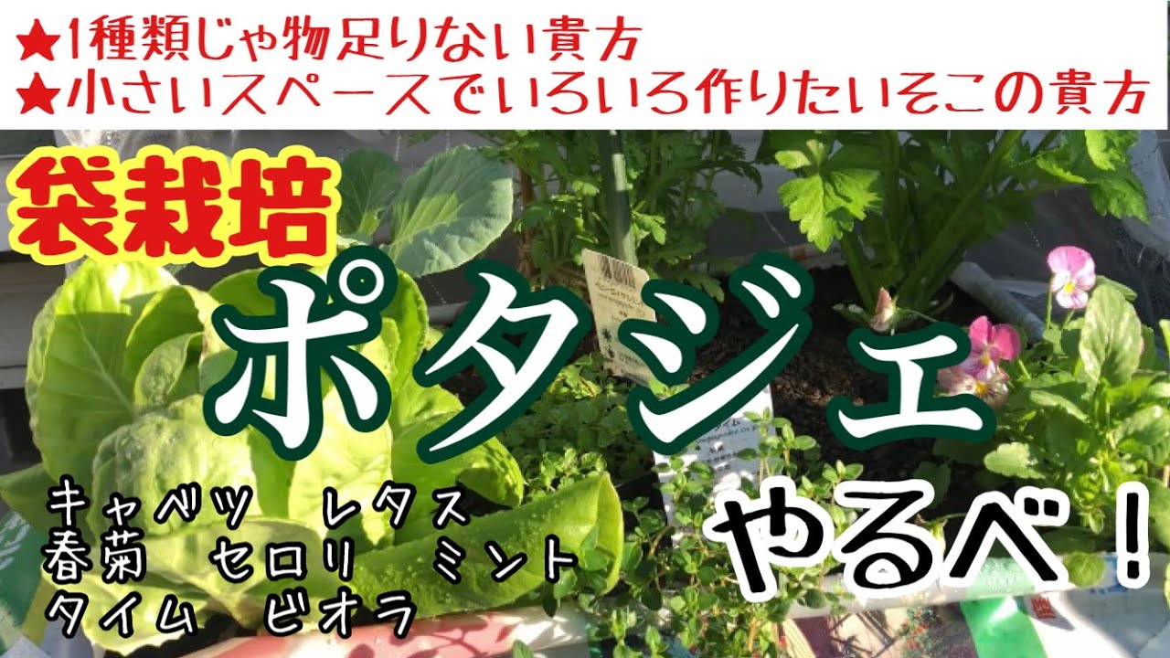 【野菜もハーブも花も一緒に植えると良いのだぁ〜】／Did you know? Potager Garden can be done with a bag. #袋栽培 #ポタジェ #コンパニオンプランツ