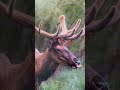 My cute Bull Elk 🦌photo #elk #wildlifephotography #elkphotography