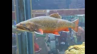 Pet Fish Archive: Brook Trout in Aquarium