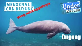Mengenal ikan duyung yang sesungguhnya