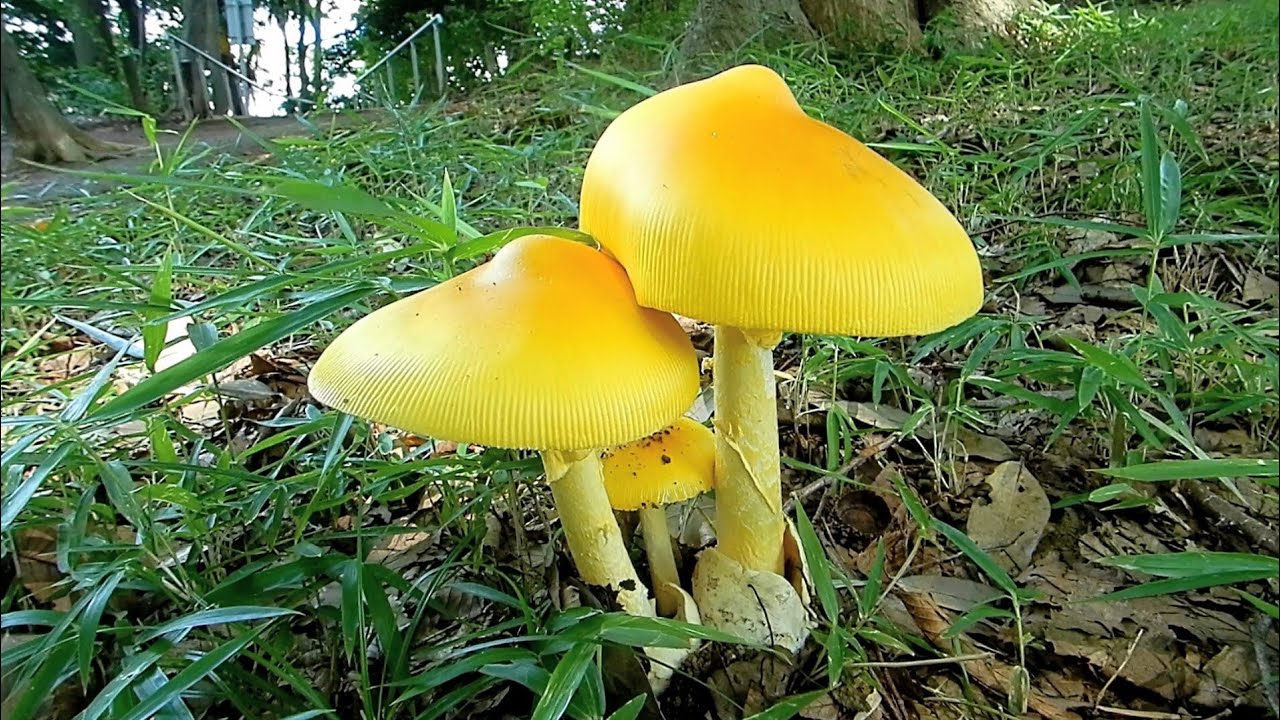 夏きのこ観察 キタマゴタケの異常大発生 チャタマゴタケかな Amanita Caesareoides Youtube