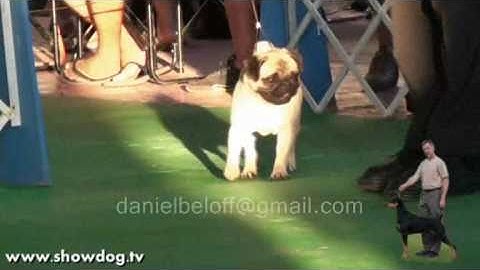 Show Dog - PUG - Double D Cointreau Piece of Perfection