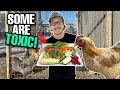 What Kitchen Scraps Your Chickens Can And CANT Eat! Some Are Toxic For Chickens!