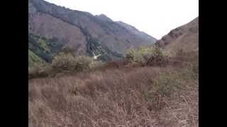 Egyptian Vulture's Flight On Release