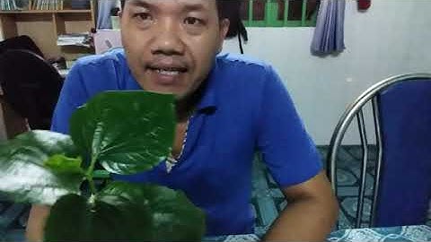 BÀI THUỐC TRỊ ĐAU RĂNG TỪ LÁ LỐT