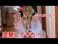 １泊居なかった飼い主が部屋にいたら、柴犬はどんな反応する？ shiba inu is happy