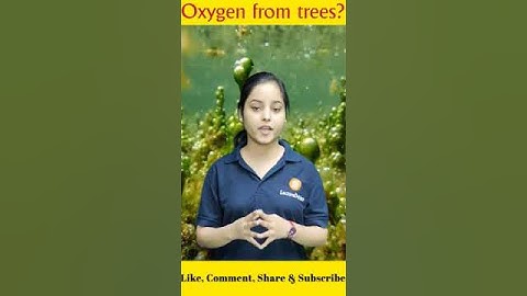 Largest source of Oxygen?