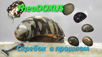 🐌 Теодоксусы, радость глаз и польза