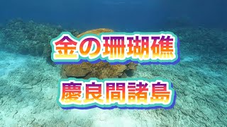 金の珊瑚・ハマ珊瑚・慶良間諸島国立公園・スキューバダイビング