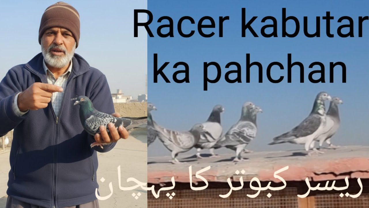 Rasser pigeons ka bara mai malomat or unka dum ankho ka Bara mai Pura video (5) kisam ka