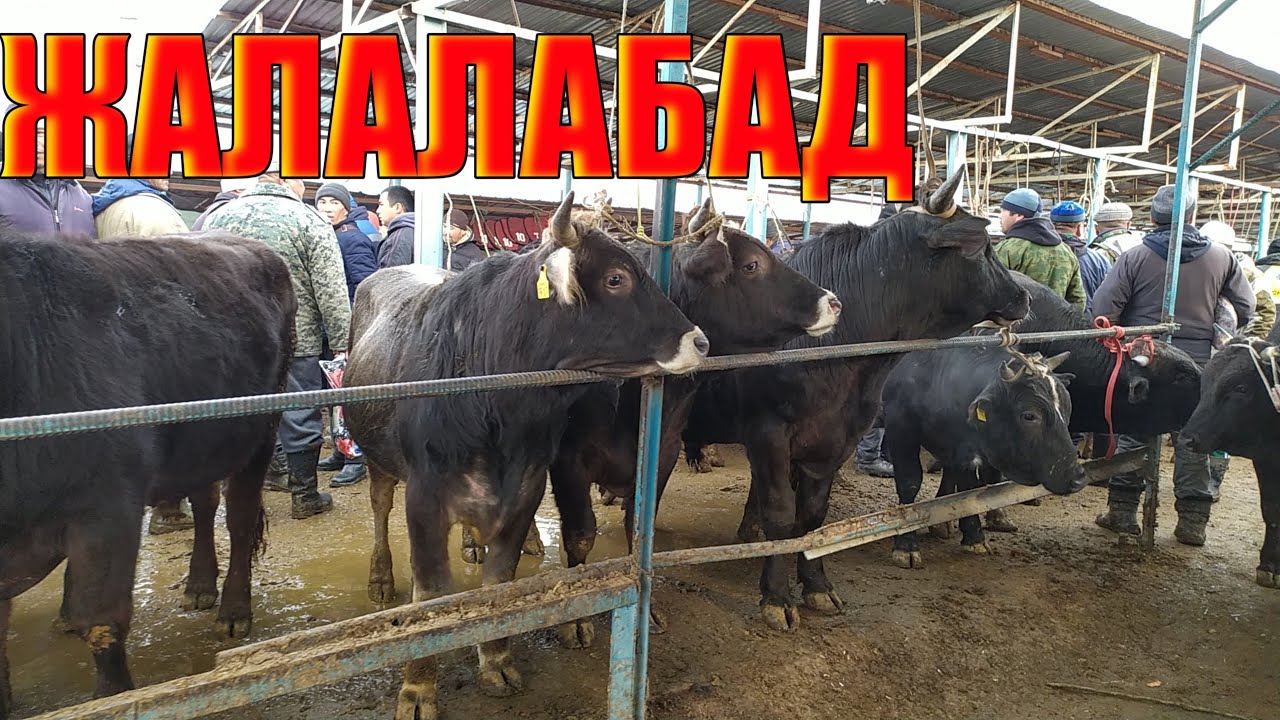 Машина kg жалалабад