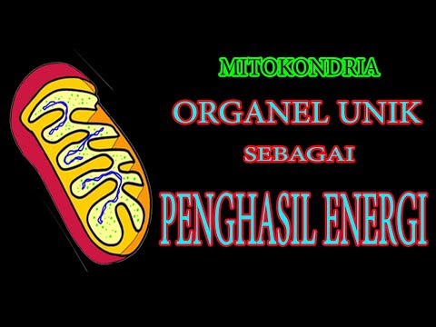 Video: Sel apa yang berbentuk lingkaran?