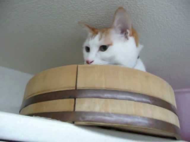 寿司桶猫