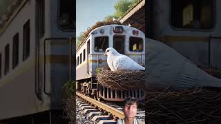 ❤railway station per Ek kabutar Ne ghonsala Diya tabhi vahan #uniteam #mantgm #tmcn #tmforum #funny