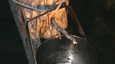 Foraging Edible Plants - Maple Sap "Twig" Tap | Wild Food Episode 1