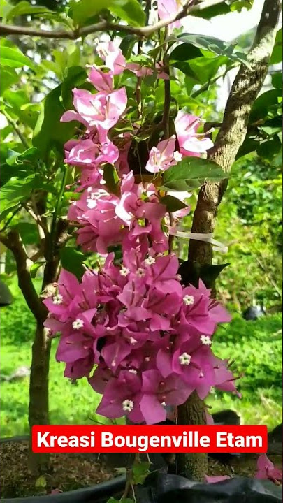 ID Ekor Musang Pink #bougainvillea #bougenville #bontang #flowers