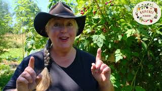Download Lagu Raintree Nursery's Raspberry Growing Guide MP3