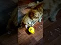 3D Printed Cat Food Feeder Toy 🐱 #3dprinting #shorts #toys