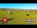 WE HAVE A LAMB THIEF!  |  Vlog 5 - Lambing 2021