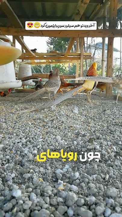 ✨ بعضی از رویاها فقط تو ذهن نمی‌مونن، بال می‌زنن و واقعی می‌شن...