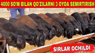 9 OYLIK QO'ZILARNI 3 OYDA SEMIRTIRISH SIRLARI 4000 SO'M BILAN