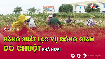 Năng suất Lạc vụ Đông giảm do chuột phá hoại