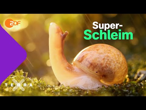Video: Wie vermehren sich Schnecken? Arten von heimischen Schnecken