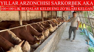 YILLAR ARZONCHISI SARKORBEK AKA 100+100 LIK BUQALARI KELDI YANA BONUS QIVORDI BUQALARNI NARXINI