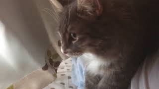 人にかぶさりながらフミフミする猫 ノルウェージャンフォレストキャットknead.Norwegian Forest Cat.