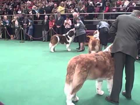 135th Westminster Dog Show - St. Bernard Judging - YouTube