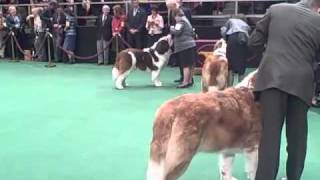 135th Westminster Dog Show  St. Bernard Judging