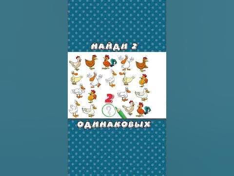2 Одинаковых Птицы - YouTube