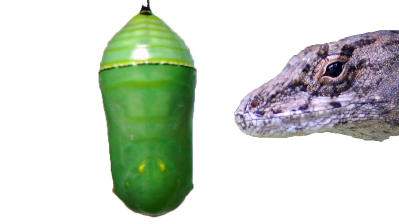 cycle for time report 1080 HD Lizard Pupa Bites Monarch YouTube FYV cycle for time report 1080 HD Lizard Pupa Bites Monarch YouTube FYV