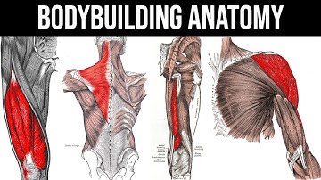 Muscle Anatomy for Bodybuilding 2025 - Best Exercises, Muscle Functions