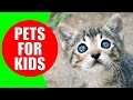 Pets for Children - Pet animal sounds for kids to learn - Exotic Pets & Small Pets | Kiddopedia