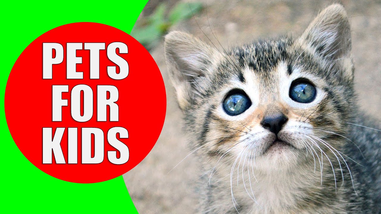 Pets for Children - Pet animal sounds for kids to learn ...