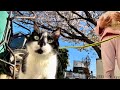 Cats Discover Japan🇯🇵 Hanami Adventure "Cherry Blossom Viewing" 🌸 猫たちと一緒にお花見散歩しました🌸