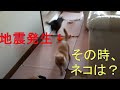 地震でパニックで部屋中を駆け回る猫　Cat panicking in an earthquake　20210418 092943