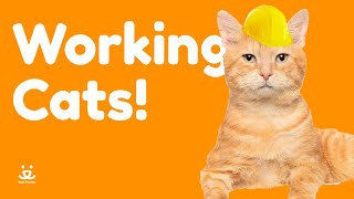 What are working cats? Sharing the facts about this awesome cat program.