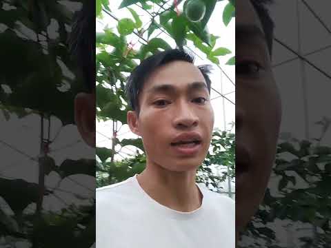 vườn phôi giống