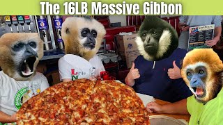 The Massive Gibbons 16LB Pizza Challenge at Diorio's Pizza & Pub