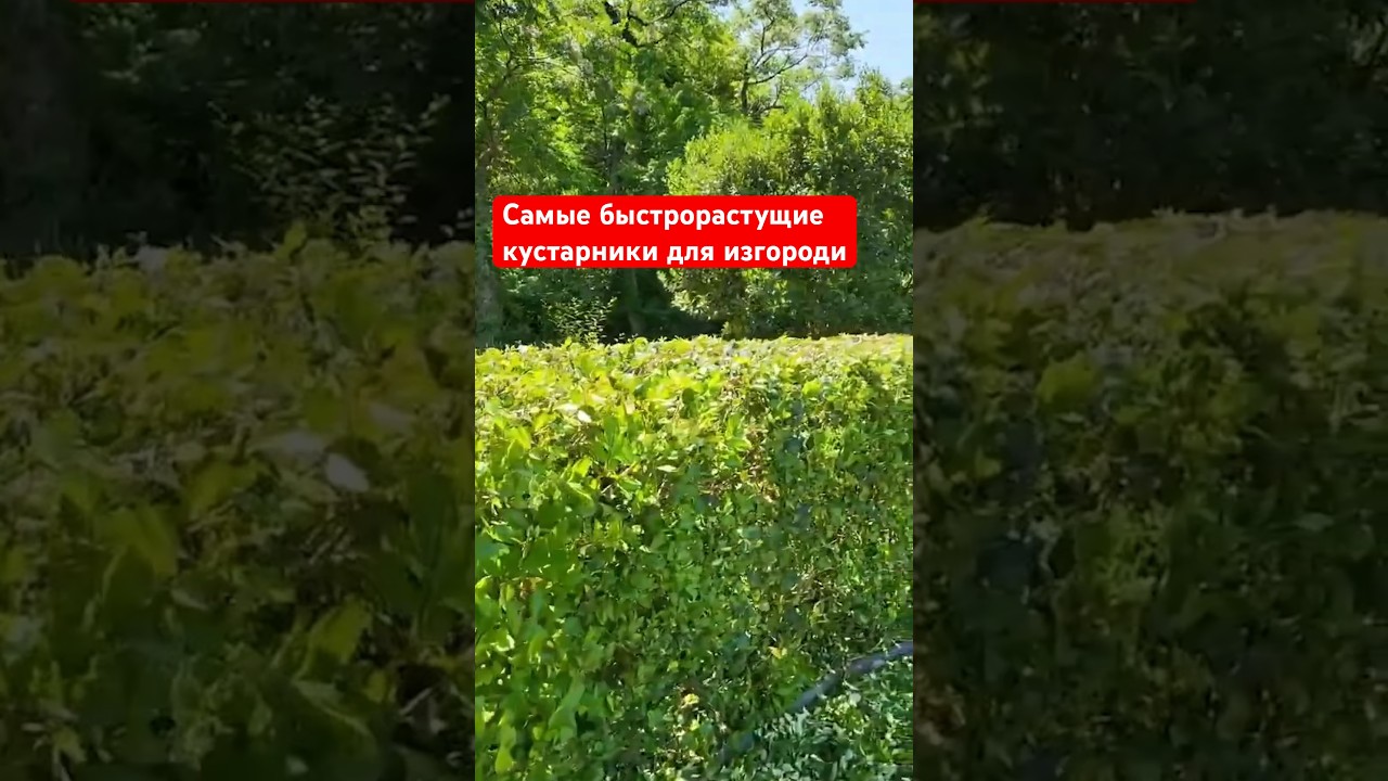 Самая БЫСТРОРАСТУЩАЯ живая изгородь. 5 красивых кустарников