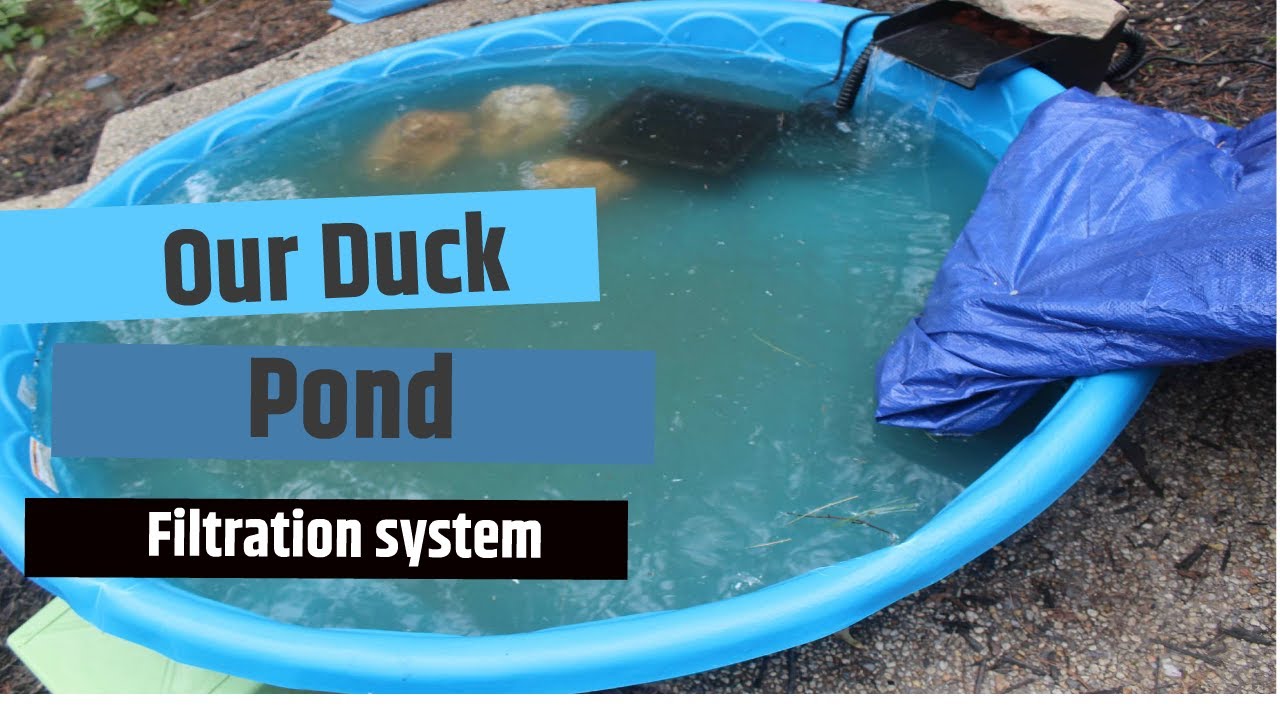 Our Duck Pond Filtration System Adorable Montage Of Ducks Swimming 