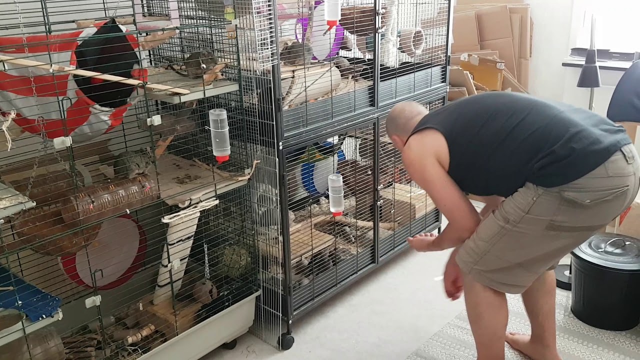Degus getting snacks - YouTube